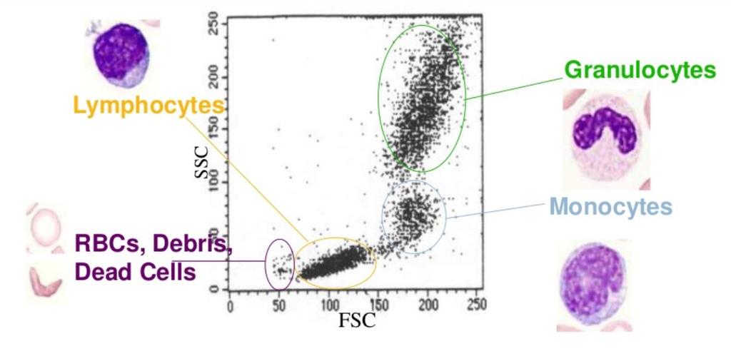 Κυτταρομετρία Ροής (Flow Cytometry) Σκέδασή παράλληλα με τη δέσμη laser: ευαίσθητη