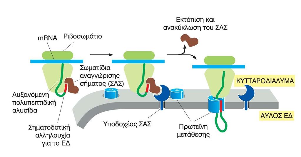 Καθοδήγηση του