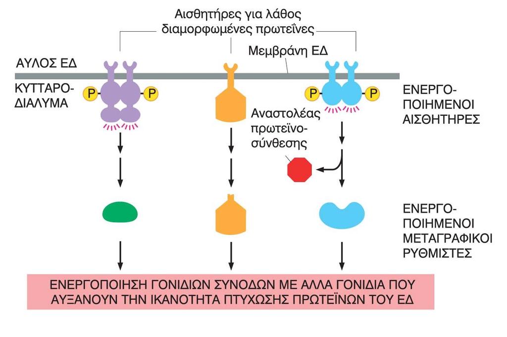 <<Απάντηση σε μη διπλωμένες πρωτεΐνες>> H μεγάλη συσσώρευση μη αναδιπλωμένων πρωτεϊνών επάγει την επέκταση του ΕΔ Όταν η επέκταση του ΕΔ δεν είναι επαρκής για την διαχείριση του φορτίου που