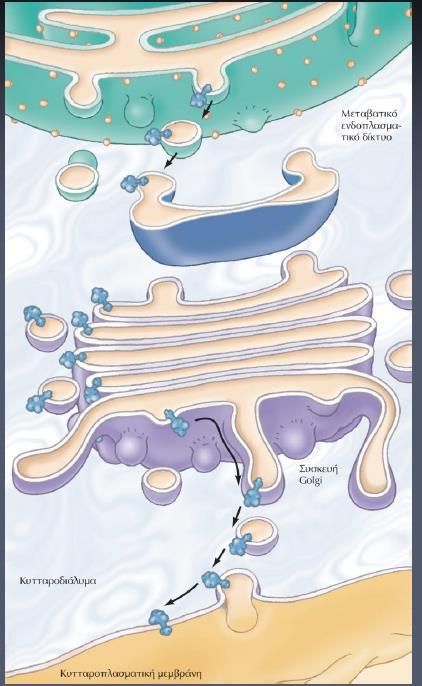 Σωμάτιο Golgi
