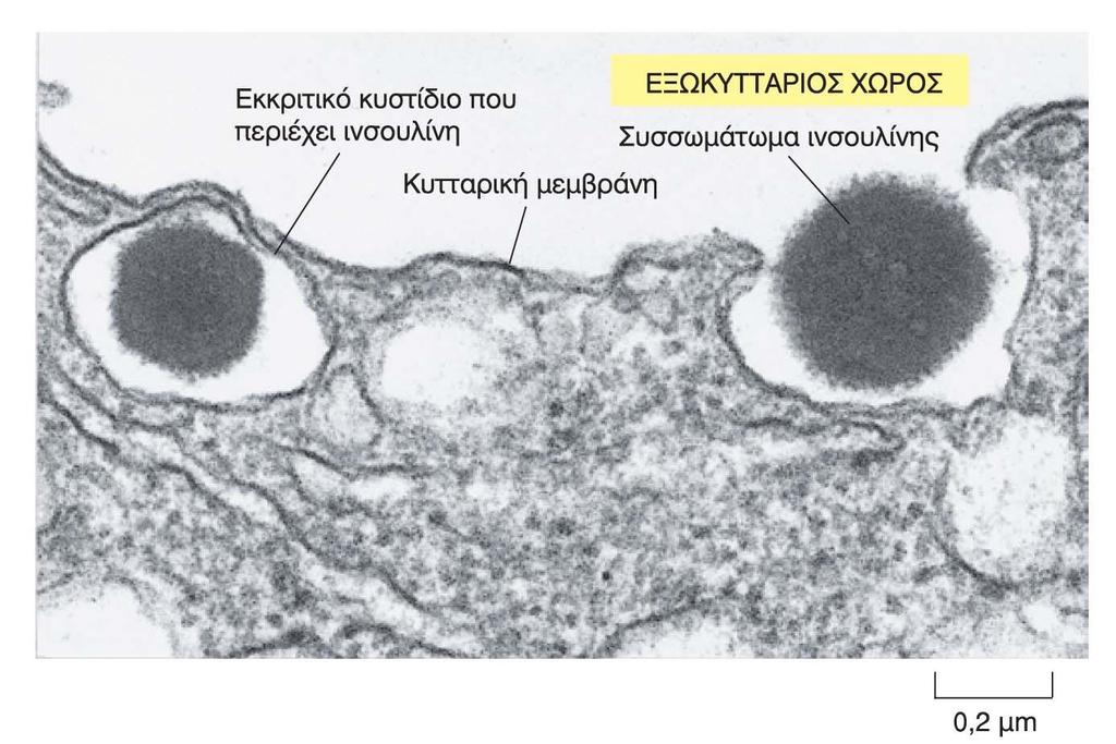 Απελευθέρωση ινσουλίνης στον εξωκυττάριο