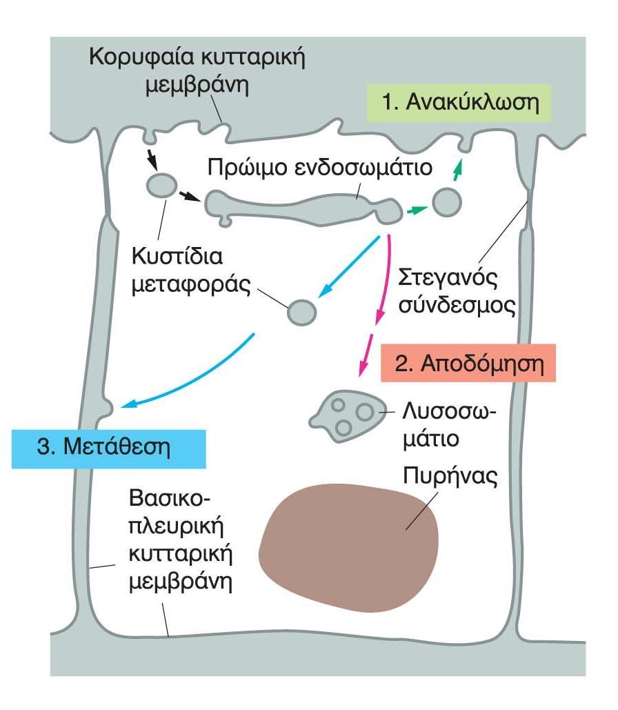 Τύχη των υποδοχέων που συμμετέχουν στην ενδοκυττάρωση 1.