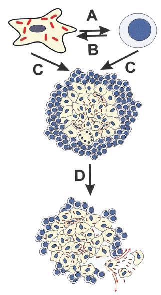 Tumor Necrosis Factor και κοκκιώματα Ο TNF παίζει σημαντικό ρόλο στον σχηματισμό και τη συντήρηση των κοκκιωμάτων Ehlers S CID