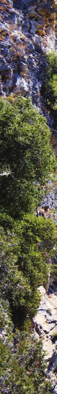 ΠΡΟΟΡΙΣΜΟΣ ΦΙΛΟΞΕΝΙΑ-ΑΞΙΟΘΕΑΤΑ- ΡΑΣΤΗΡΙΟΤΗΤΕΣ-ΓΕΥΣΕΙΣ ΘΡΑΚΙΚΑ ΤΕΜΠΗ ΣΤΗΝ ΠΥΚΝΗ ΦΥΛΛΩΣΙΑ ΤΟΥ ΝΕΣΤΟΥ Στο γνωστό καλοκαιρινό δίληµµα «βουνό ή θάλασσα», η απάντηση φέτος είναι ποτάµι!
