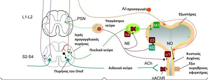 Σημασία του νωτιαίου μυελού στην λειτουργία του κατώτερου ουροποιητικού Κέντρα (πυρήνες) Συμπαθητικού Παρασυμπαθητικού Onuf ελέγχει τους γραμμωτούς μυς του πυελικού