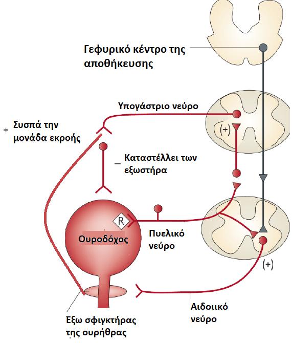 Γυναίκα, 43 ετών,ms,μri: βλάβες στο νωτιαίο επίπεδο O4-O5 Αντανακλαστική ούρηση γιατί δεν υπάρχει ο έλεγχος του PMC Κατάργησης της επικοινωνίας μεταξύ των αντανακλαστικών κέντρων από