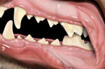 Γιατί οι σκύλοι έχουν ουλίτιδα; Η ουλίτιδα αποτελεί τη συχνότερη πάθηση των ενήλικων σκύλων. Η πάθηση ξεκινάει όταν τα βακτηρίδια κολλάνε στην επιφάνεια των δοντιών του σκύλου σας.
