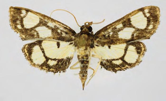 Crambidae Acentropinae Hyaloplaga pulchralis (Moore, 1867) Hydrocampa pulchralis