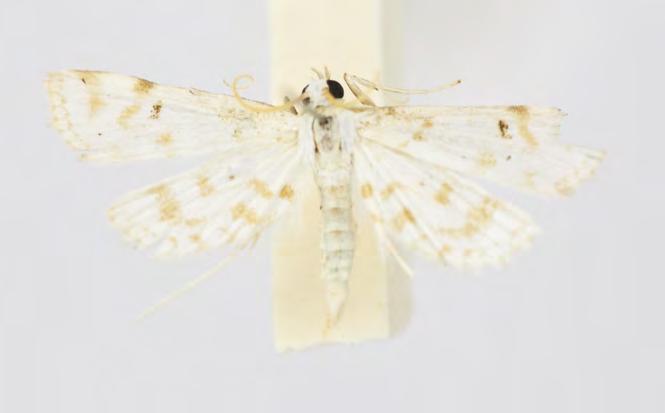 Crambidae Nymphulinae Paraponyx stagnalis (Zeller, 1852) Taxonomy