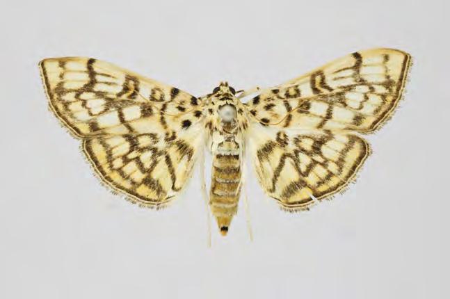 Crambidae Pyraustinae Haritalodes derogata Fabricius, 1775 Taxonomy Phalaena derogata Fabricius, 1775: 641.. Botys multilinealis Guenée, 1854: 337.. Zebronia salomealis Walker, 1859: 476.