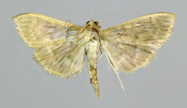 Crambidae Pyraustinae Hyalobathra miniosalis (Guenee, 1854) Ebulea miniosalis Guenée, 1854: 362.