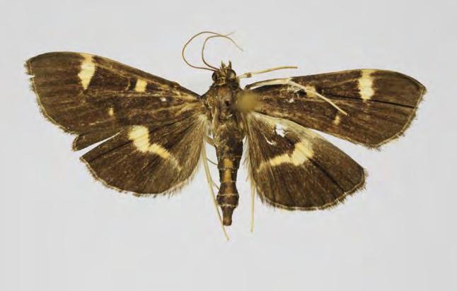 Crambidae Pyraustinae Hymenia perspectalis (Huebner, 1796) Pyralis perspectalis Hübner, 1796: 101. Europe. Zinckenia primordialis Zeller, 185 2: 56. Rep. S. Africa.