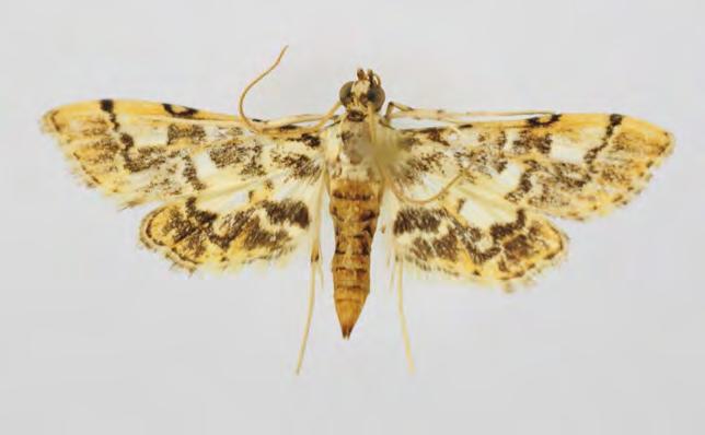 Crambidae Pyraustinae Nacoleia commixta (Butler, 1879) Taxonomy Samea commixta