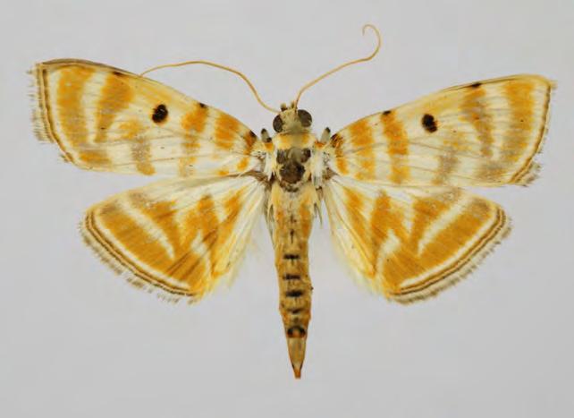 Crambidae Pyraustinae Orthospila orissusalis (Walker, 1859) Botys orissusalis Walker, 1859: 701. Sarawak. Botys nigrilinealis Walker, [1866: 1410.