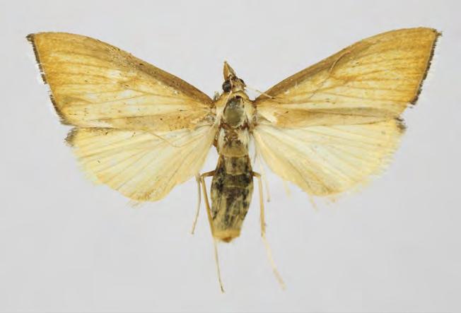 Crambidae Pyraustinae Sclerocona acutella (Eversmann, 1842) Crambus