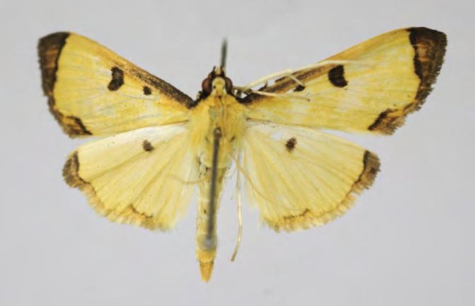 Crambidae Pyraustinae Uncobotyodes patulalis (Walker, 1866) Botyodes patulalis