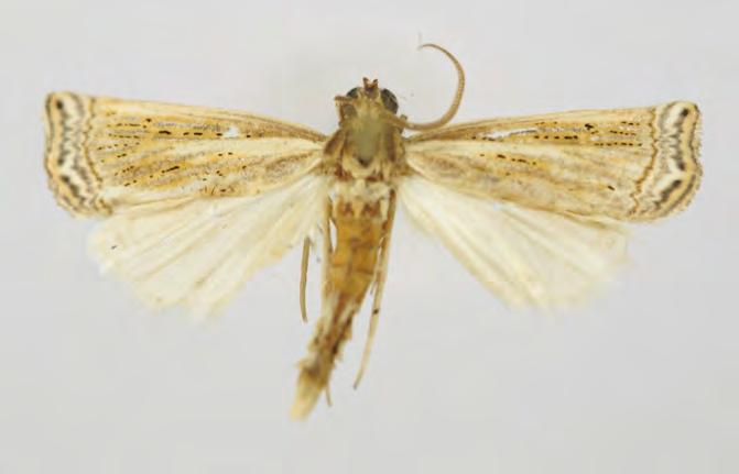 Crambidae Crambinae Ancylolomia bitubirosella Amsel, 1959 Ancylolomia