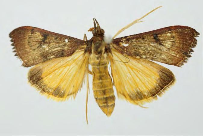 Crambidae Pyraustinae Uresiphita gilvata (Fabricius, 1794) Phalaena