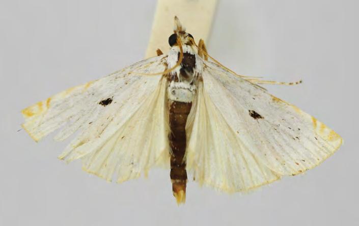 Crambidae Crambinae Calamotropha