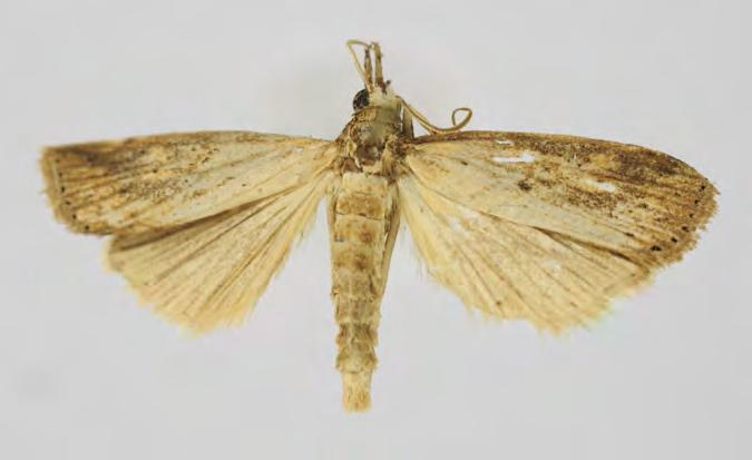 Crambidae Crambinae Chilo partellus (Swinhoe, 1885) Crambus partellus Swinhoe, 1885: 879. India (Bombay).