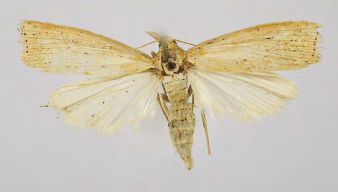 Crambidae Crambinae Chilo suppressalis (Walker, 1863) Crambus suppressalis Walker, 1863: 166. China (Shanghai).