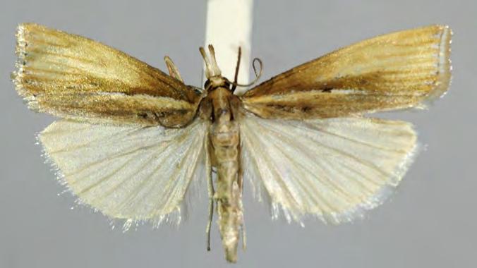Crambidae Crambinae Chrysoteucha dividella (Snellen, 1890) Crambus dividellus Snellen,