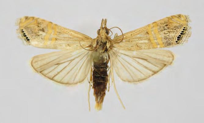 Crambidae Crambinae Euchromius ocelleus (Haworth, 1811) Palparia ocelleus Haworth, 1811: 486. England. Crambus cyrilli Costa, 1829: 11. Italy.