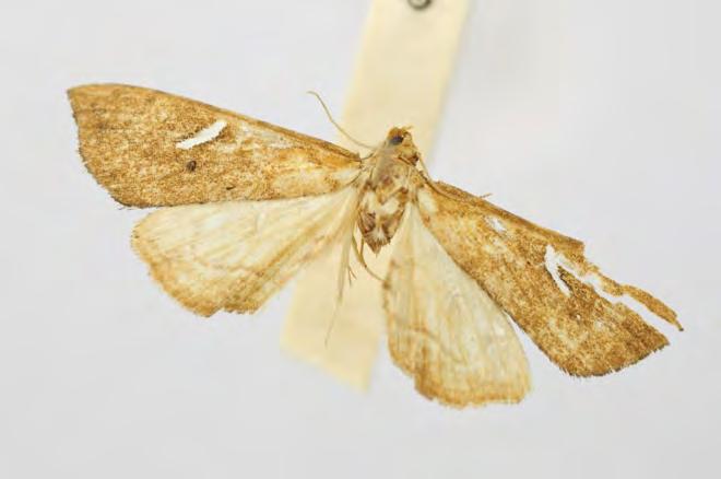Crambidae Musotiminae Uthinia albisignalis (Hampson, 1896) Orphnophanes