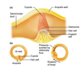 Αιθουσαίοι υποδοχείς Whenever the head moves, the semicircular canal withinits bony enclosure and the attached bodies of the hair cells all move with it.