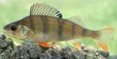 Centrarchidae Lepomis gibbosus Cyprinidae Αbramis brama Alburnus sp.