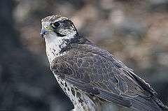 Anser erythropus
