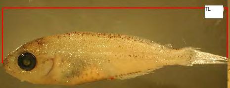 Εικόνα 2.5 Μορφομετρικές μετρήσεις κατά μήκος του σώματος του ψαριού. Στα ενήλικα άτομα η αναγνώριση ειδών έγινε σύμφωνα με την κλείδα του Κασπίρη (2000).