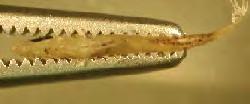 ΚΛΕΙΔΑ ΓΟΝΟΥ ΤΡΙΩΝ ΣΠΑΡΟΕΙΔΩΝ (Sarpa salpa, Lithognathus mormyrus, Sparus aurata) ΣΥΜΦΩΝΑ ΜΕ ΤΗΝ ΕΔΡΙΚΗ ΠΛΕΥΡΑ Α) Σε άτομο με ολικό μήκος σώματος 14mm.