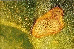 Ραμουλάρια - Ramularia beticola Οι κηλίδες θυμίζουν αυτές της Κερκοσπορίασης