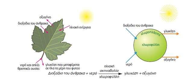 Η φωτεινή ενέργεια, που απορροφάται, μετατρέπεται σε χημική, και στη συνέχεια αποθηκεύεται σε οργανικά μόρια, τα οποία παράγουν οι οργανισμοί αυτοί μέσω της διαδικασίας της φωτοσύνθεσης.