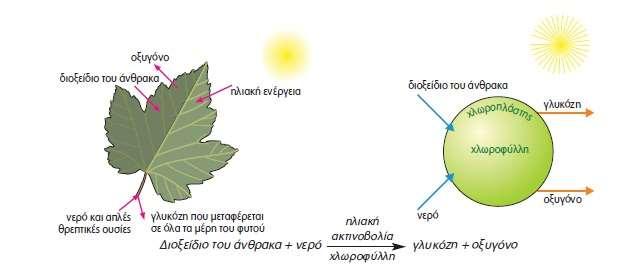 Η φωτεινή ενέργεια, που απορροφάται, μετατρέπεται σε χημική, και στη συνέχεια αποθηκεύεται σε οργανικά μόρια, τα οποία παράγουν οι οργανισμοί αυτοί μέσω της διαδικασίας της φωτοσύνθεσης.