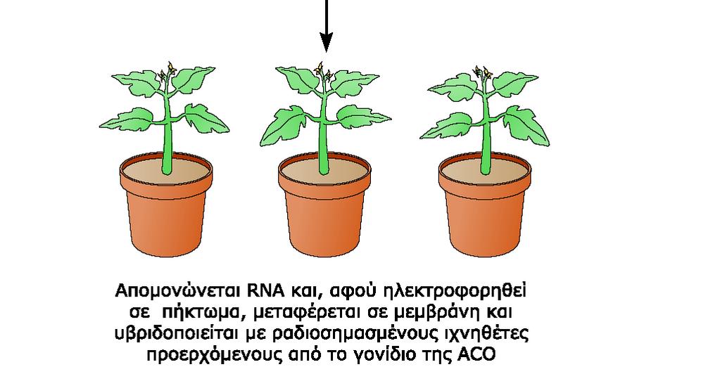 ΕΙΚΟΝΑ 9.