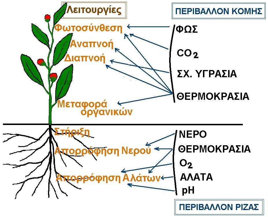 Παράγοντες του περιβάλλοντος Η επίδραση