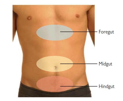 Sites of abdominal pain and embryological origins Σημεία εντόπισης του κοιλιακού άλγους και εμβρυολογική προέλευση -Επιγαστρικό: πρόσθιο έντερο (στόμαχος, δωδεκαδάκτυλο,