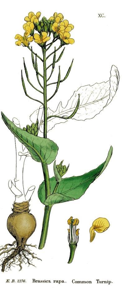 Συστηματική βοτανική των Λαχανικών Συστηματική ταξινόμηση με βάση το βρώσιμο τμήμα Λαχανικά που καλλιεργούνται για τον υπέργειο βλαστό Τρώγεται μόνο ο υπέργειος τρυφερός βλαστός Γογγύλι Βασίλειο: