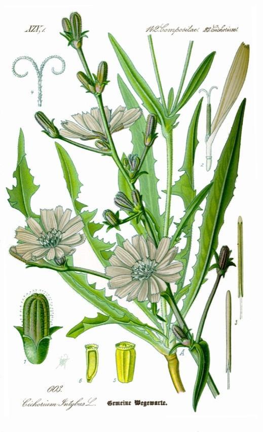 Συστηματική βοτανική των Λαχανικών Συστηματική ταξινόμηση με βάση το βρώσιμο τμήμα Φυλλώδη λαχανικά Αντίδι Συστηματική ταξινόμηση Βασίλειο: Φυτά Συνομοταξία: Αγγειόσπερμα (Magnoliophyta)