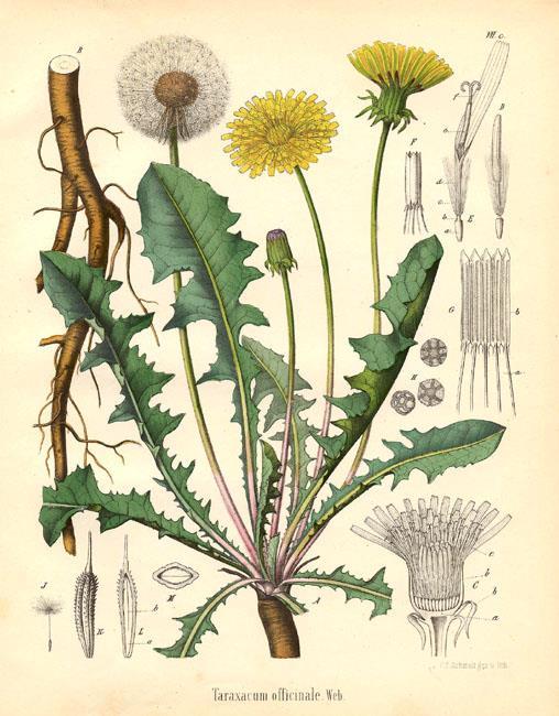 Συστηματική βοτανική των Λαχανικών Συστηματική ταξινόμηση με βάση το βρώσιμο τμήμα Φυλλώδη λαχανικά Ραδίκι Συστηματική ταξινόμηση Βασίλειο: Φυτά Συνομοταξία: Αγγειόσπερμα (Magnoliophyta)