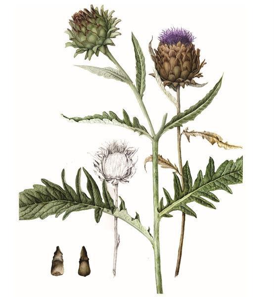 Συστηματική βοτανική των Λαχανικών Συστηματική ταξινόμηση με βάση το βρώσιμο τμήμα Φυλλώδη λαχανικά Αγκινάρα Συστηματική ταξινόμηση Βασίλειο: Φυτά Συνομοταξία: Αγγειόσπερμα(Magnoliophyta)