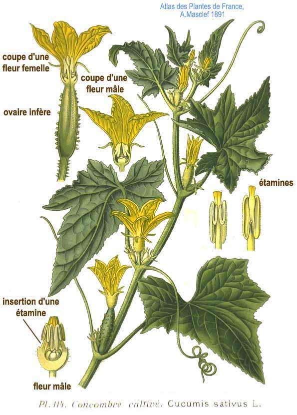 Καρποδοτικά λαχανικά Αγγούρι Συστηματική ταξινόμηση Βασίλειο: Φυτά (Plantae) Συνομοταξία: Αγγειόσπερμα (Magnoliophyta) Ομοταξία: Δικοτυλήδονα