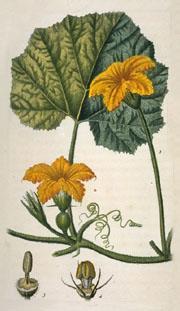 Καρποδοτικά λαχανικά Κολοκυθάκι Συστηματική ταξινόμηση Βασίλειο: Φυτά (Plantae) Συνομοταξία: Αγγειόσπερμα (Magnoliophyta) Ομοταξία: Δικοτυλήδονα