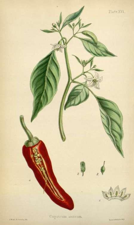 Καρποδοτικά λαχανικά Πιπεριά Συστηματική ταξινόμηση Βασίλειο: Φυτά (Plantae) Συνομοταξία: Αγγειόσπερμα(Magnoliophyta) Ομοταξία: