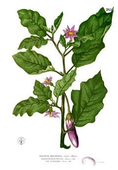Καρποδοτικά λαχανικά Μελιτζάνα Συστηματική ταξινόμηση Βασίλειο: Φυτά (Plantae) Συνομοταξία: Αγγειόσπερμα(Magnoliophyta) Ομοταξία: Δικοτυλήδονα (Magnoliopsida)
