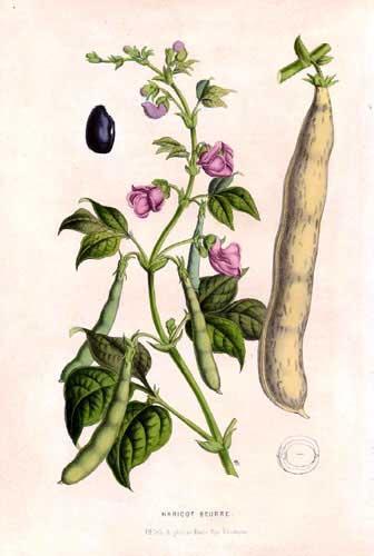 Καρποδοτικά λαχανικά Φασολάκι Συστηματική ταξινόμηση Βασίλειο: Φυτά (Plantae) Συνομοταξία: Αγγειόσπερμα (Magnoliophyta) Ομοταξία: Δικοτυλήδονα