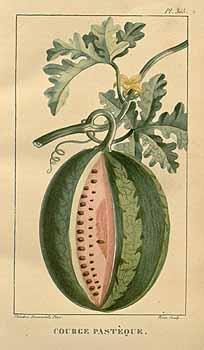 Καρποδοτικά λαχανικά Καρπούζι Συστηματική ταξινόμηση Βασίλειο: Φυτά (Plantae) Συνομοταξία: Αγγειόσπερμα (Magnoliophyta) Ομοταξία: Δικοτυλήδονα (Magnoliopsida) Τάξη: