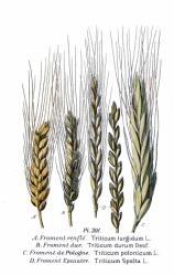 Χειμωνιάτικα σιτηρά Σιτάρι (Triticum) wheat Συστηματική ταξινόμηση Βασίλειο: Φυτά (Plantae) Συνομοταξία: Αγγειόσπερμα